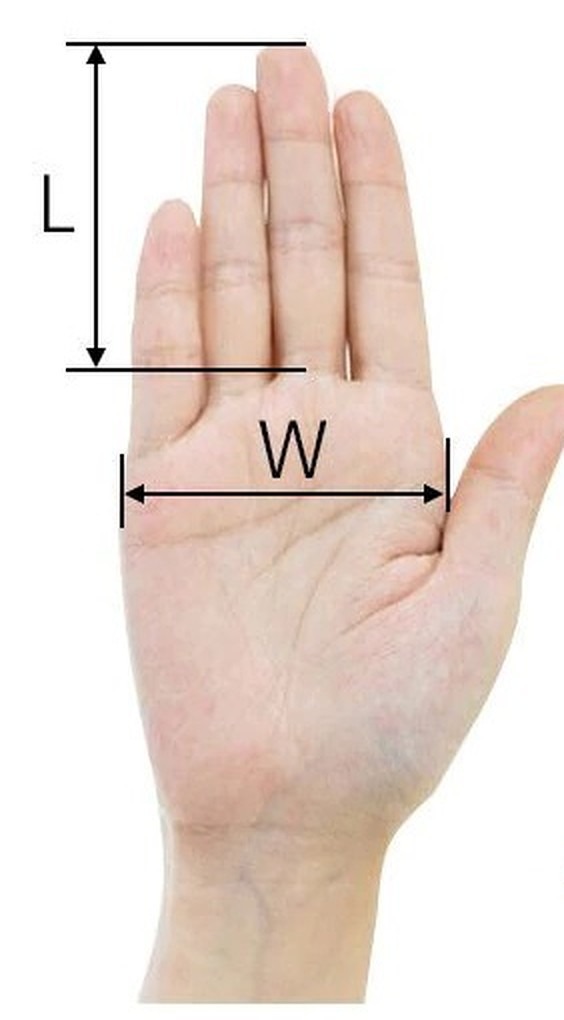 Foto de una mano abierta con dos cotas: L, el largo de los dedos, y W, el ancho de la palma.