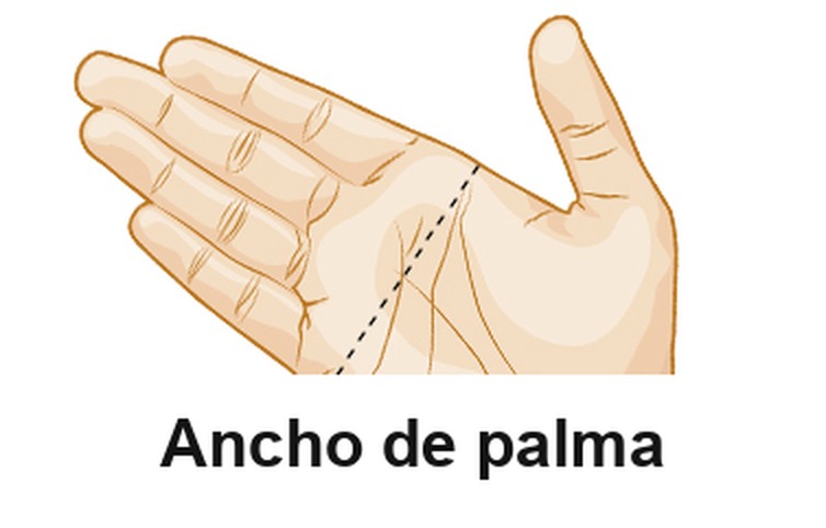 Ilustracion de una mano abierta con una linea punteada que marca el ancho de la palma, a la altura de la base de los dedos.
